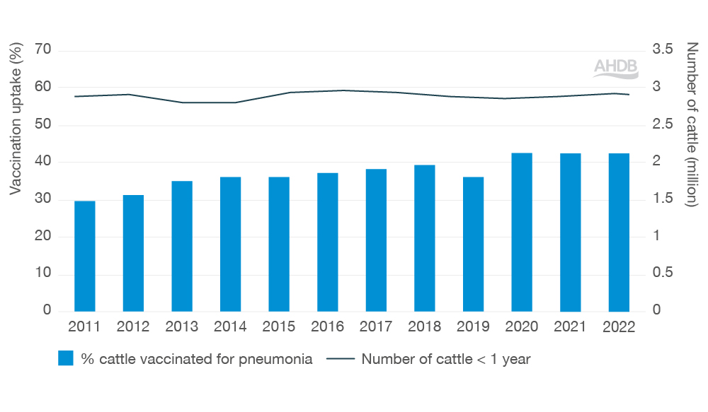 Graph reflecting cattle uptake of pneumonia vaccine